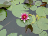 DSC00803_thumb.png